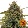 Bad Azz Kush - Barney's Farm